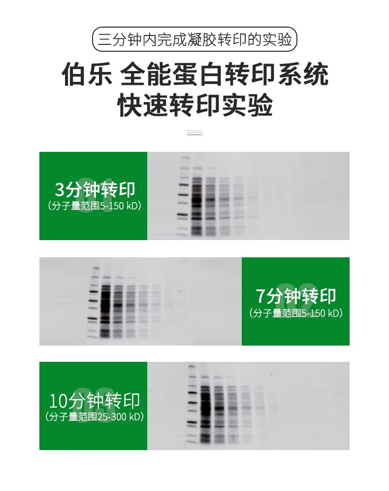 1704150蛋白轉印系統(tǒng)2